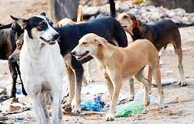 5 साल की बच्ची को कुत्तों ने नोचा